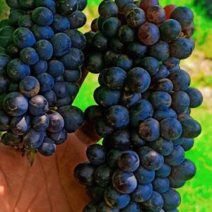 Joy Seedless
