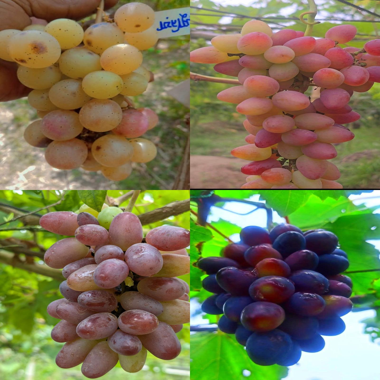 প্যাকেজ ২ (একেলো লাল, দাশুনিয়া সবুজ, দোভাস্কি পিংক লাল, ভিক্ট ব্লাক কালো)